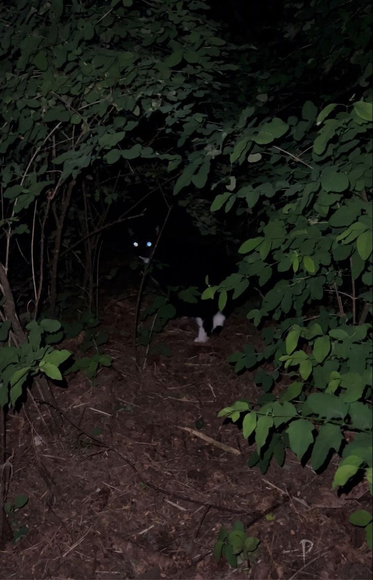 参考图：彬山保护区密林